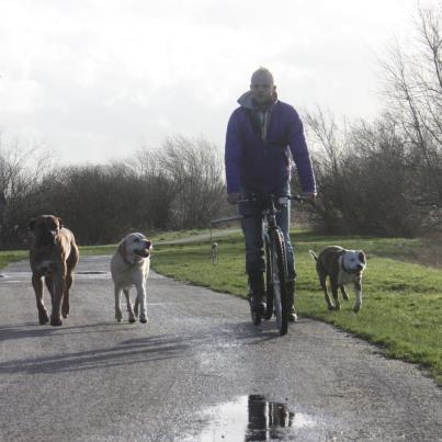 Ga lekker steppen met jouw hond.