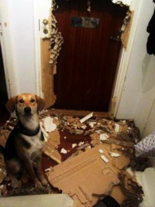 Kostka Tour Max Dog: Steppen met de hond