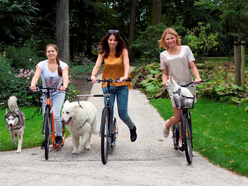 Workshop steppen met je hond