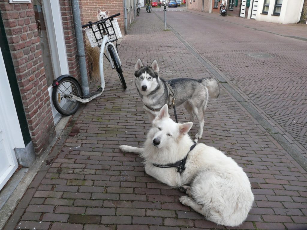 workshop steppen met je hond