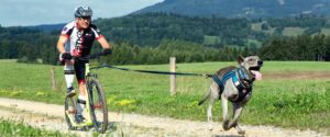 Kostka Mushing Max, steppen met je hond